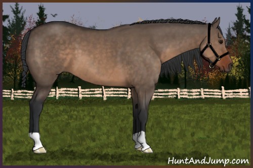 Horse Color:Brown Dun