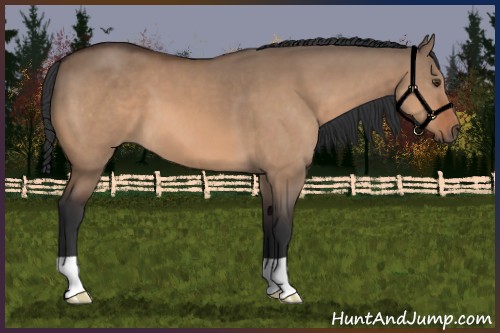 Horse Color:Brown Dun