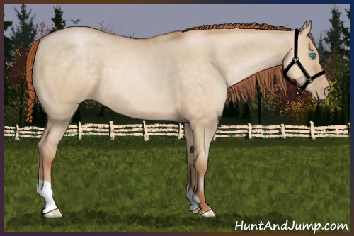 Horse Color:Buckskin Pearl Dun