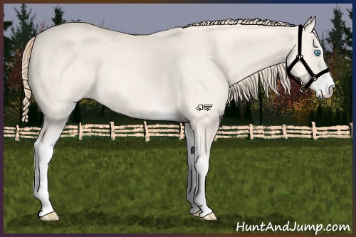 Horse Color:Perlino Dun Sabino 