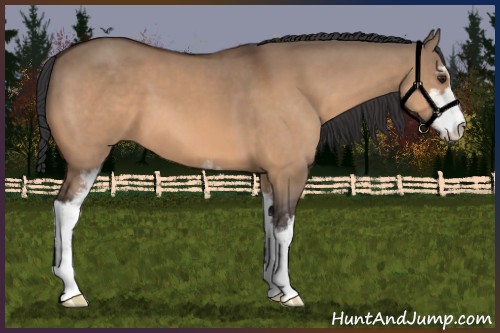 Horse Color:Bay Dun Sabino