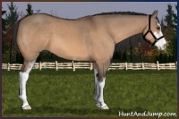 Horse Color:Bay Dun Sabino 