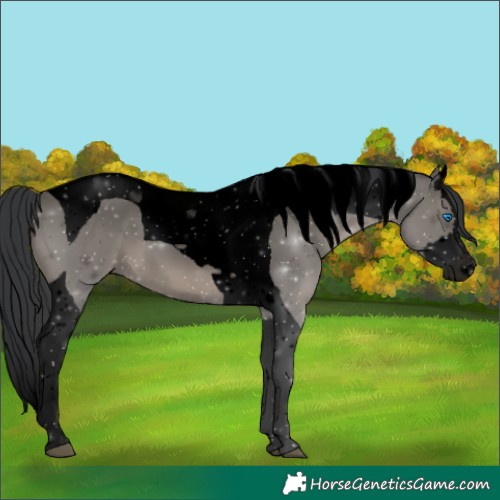 Horse Color:Void Grullo Splash Tobiano 