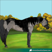 Horse Color:Void Grullo Splash Tobiano 