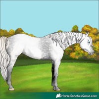 Horse Color:Gray Void Silver Buckskin Pearl Dun Splash Tobiano 