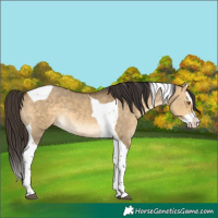 Horse Color:Buckskin Dun Splash Tobiano 