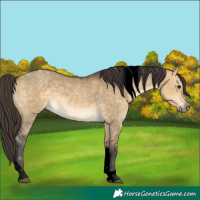 Horse Color:Void Buckskin Dun Tobiano 