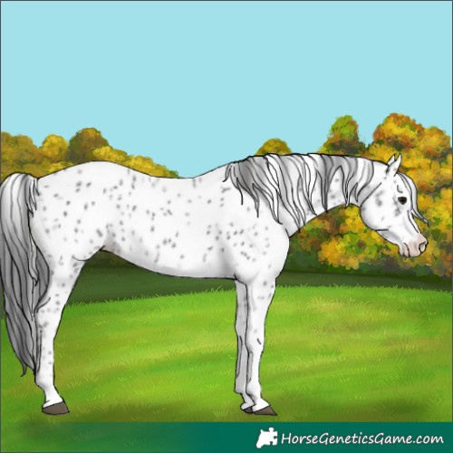 Horse Color:Platinum Black Ice Sabino Appaloosa 