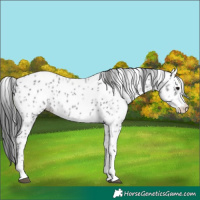 Horse Color:Platinum Black Ice Sabino Appaloosa 