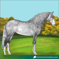 Horse Color:Silver Bay Chinchilla Ice Rabicano 