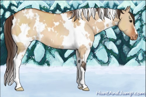 Horse Color:White Spotted Bay Dun Appaloosa 
