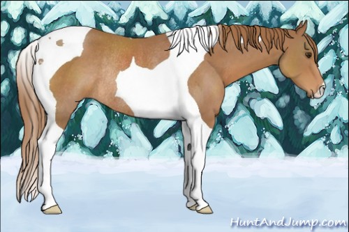 Horse Color:Chestnut Tobiano Rabicano 