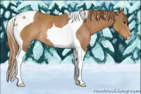 Horse Color:Chestnut Tobiano Rabicano