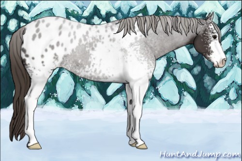 Horse Color:White Spotted Smoky Black Sabino Blanket