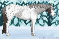 Horse Color:White Spotted Smoky Black Sabino Blanket 