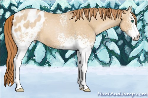 Horse Color:White Spotted Smoky Black Pearl Appaloosa 