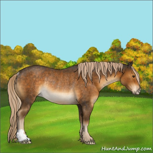 Horse Color:Chocolate Palomino Rabicano 