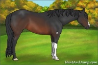 Horse Color:Brown 
