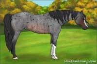 Horse Color:Brown Roan