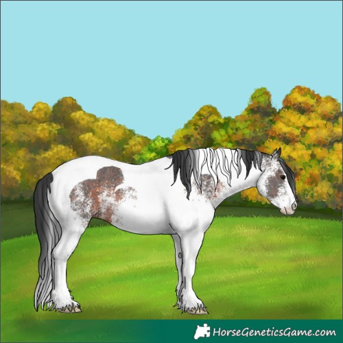 Horse Color:White Spotted Brown Tobiano 