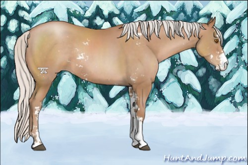Horse Color:Silver Black Pearl Sabino Rabicano 