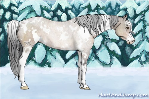 Horse Color:White Spotted Brown Dun Sabino