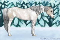 Horse Color:White Spotted Brown Dun Sabino 