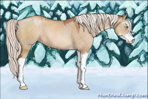 Horse Color:Silver Brown Pearl Dun Sabino