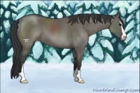 Horse Color:Grullo Sabino 