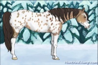 Horse Color:Brown Dun Sabino Appaloosa 