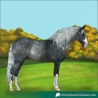 Horse Color:Watercolor Midnight Silver Bay Rabicano 