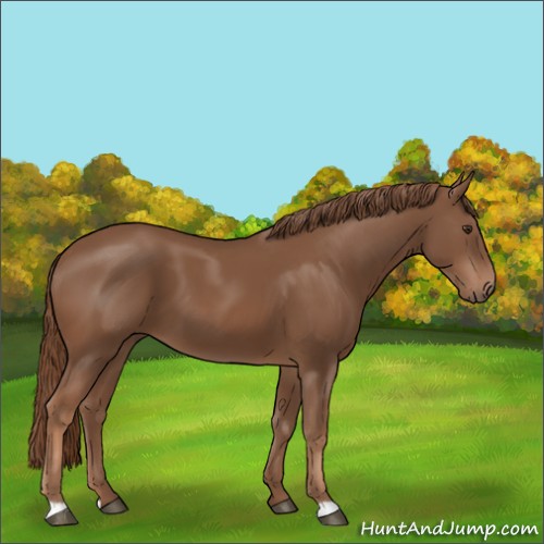 Horse Color:Chestnut 