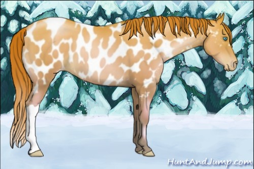 Horse Color:Chocolate Sable Champagne Pearl Near Leopard 