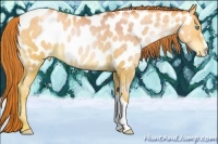 Horse Color:Sable Champagne Pearl Appaloosa