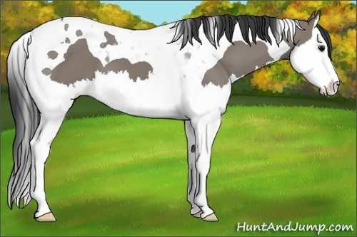 Horse Color:Grullo Splash Tobiano 