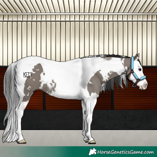 Horse Color:White Spotted Grullo Splash Tobiano 