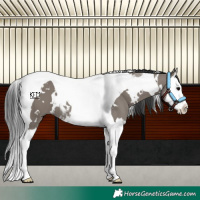 Horse Color:White Spotted Grullo Splash Tobiano 