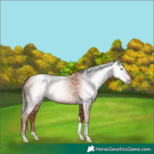 Horse Color:Gray Gold Champagne Tobiano 