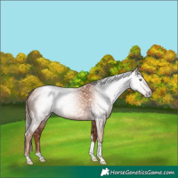 Horse Color:Gray Gold Champagne Tobiano 