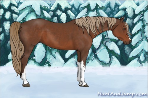 Horse Color:Liver Chestnut 