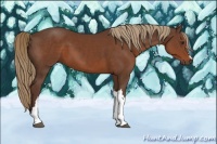 Horse Color:Liver Chestnut 