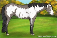 Horse Color:White Spotted Grullo Frame 