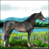 Horse Color:Brown Sabino 