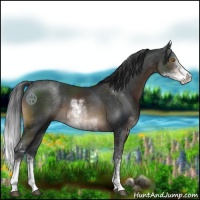 Horse Color:Brown Sabino
