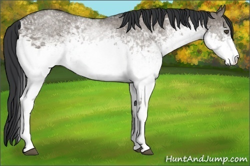Horse Color:White Spotted Grullo