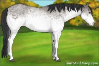 Horse Color:White Spotted Grullo
