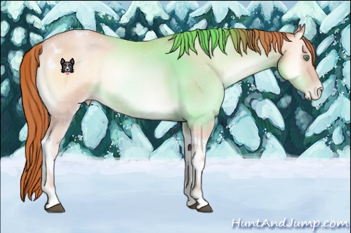 Horse Color:Buckskin Pearl Onyx Tobiano 