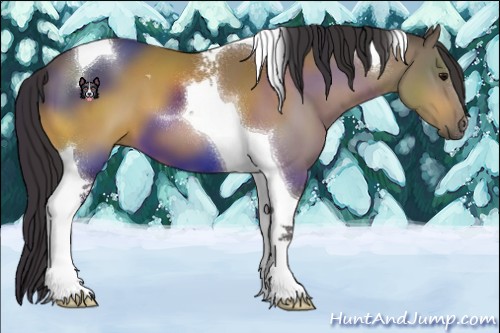 Horse Color:Buckskin Tobiano 