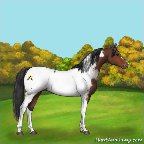 Horse Color:Bay Tobiano Near Fewspot