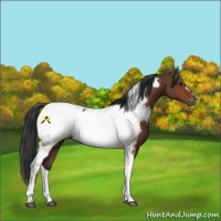 Horse Color:Bay Tobiano Near Fewspot